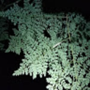 Meet your Posher, Local